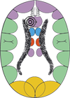 Corteza Cerebral Premotora Frontal Celulas Alfa Langerhans Pancreas Ectodermo