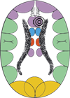 Corteza Cerebral Premotora Frontal Celulas Beta Langerhans Pancreas Ectodermo
