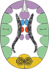 Corteza Cerebral Visual Occipital Reles Cuerpos Vitreos Ectodermo