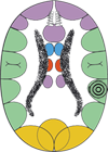 Corteza Cerebral Territorial Rele Curvatura Menor Estomago Esfinter Cardias Piloro Duodeno Ectodermo