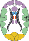 Corteza Cerebral Territorial Rele Glande Pene Clitoris Ectodermo