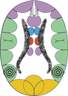 Corteza Cerebral Territorial Reles Pelvis Renal Ureteres Ureta Vejiga Ectodermo