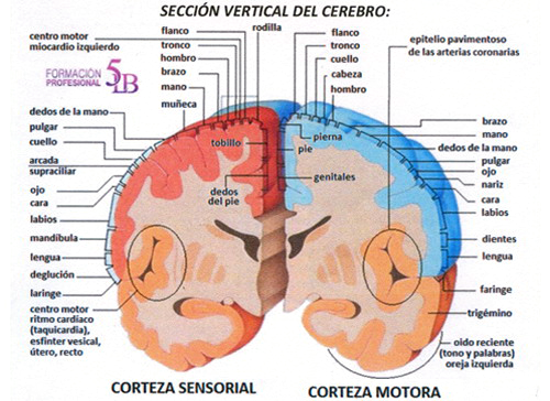 Seccion Vertical Cerebro Corteza Cerebral Motora Sensorial