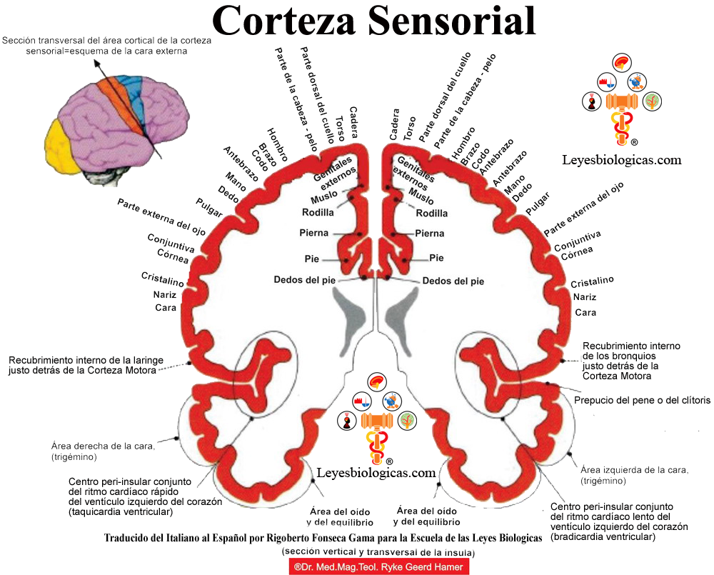 Corteza Cerebral Sensorial Reles Organos