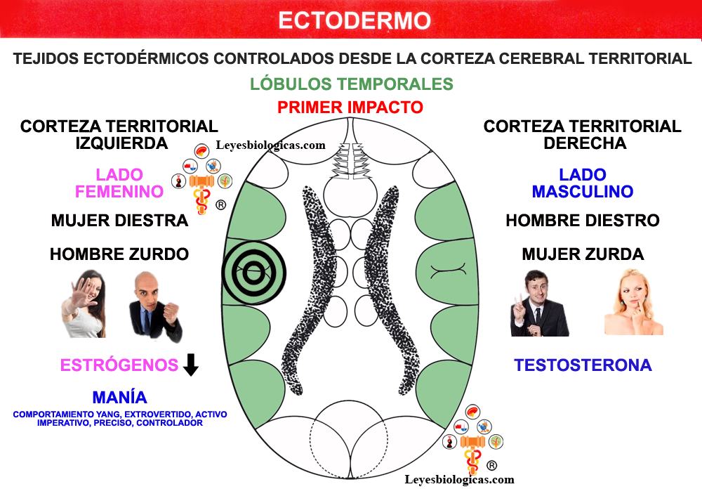 Corteza Cerebral Territorial Mania Depresion Testosterona Estrogeno Primer Impacto