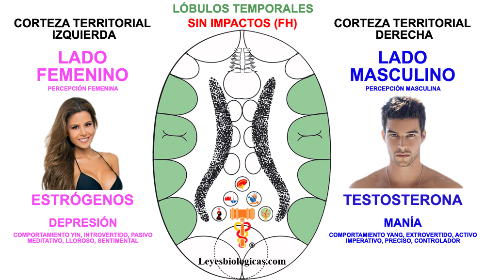 Lobulos Temporales Corteza Territorial Mania Depresion Testosterona Estrogeno Lados Masculino Femenino