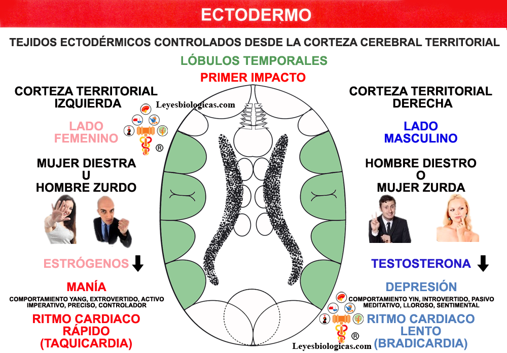 Lobulos Temporales Corteza Territorial Mania Depresion Testosterona Estrogeno Lados Masculino Femenino Primer Impacto FH