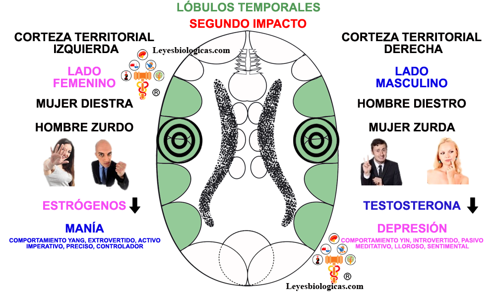 Segunda Regla Balanza Maniaco Depresiva Corteza Territorial Mania Depresion Testosterona Estrogenos Segundo Impacto Constelacion