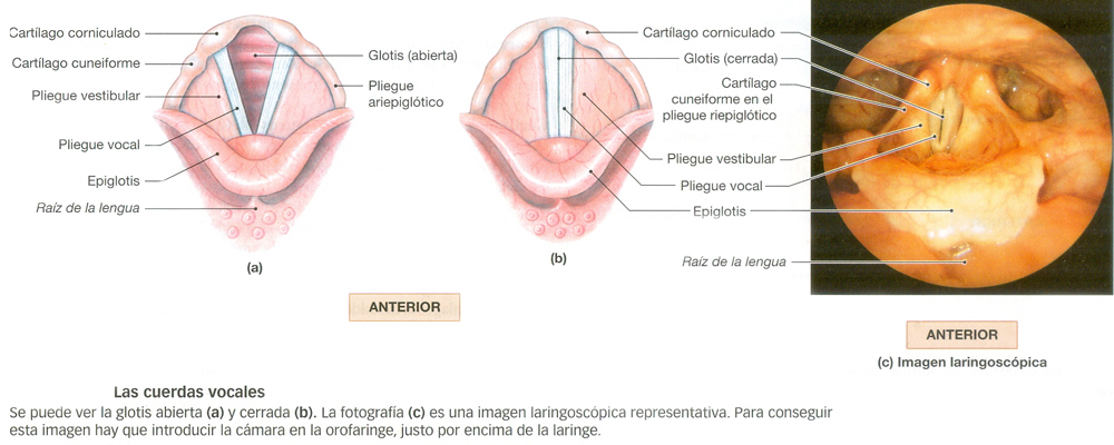 Cuerdas Vocales Vista Anterior Abiertas Cerradas Glotis Esquema Fotografia Anatomia