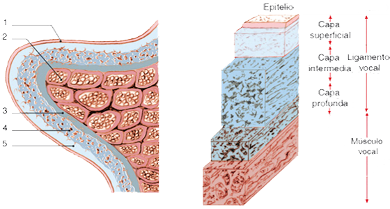 Cuerdas Vocales Fonacion Musculo Ligamento Vocal Capas Epitelio Tejidos
