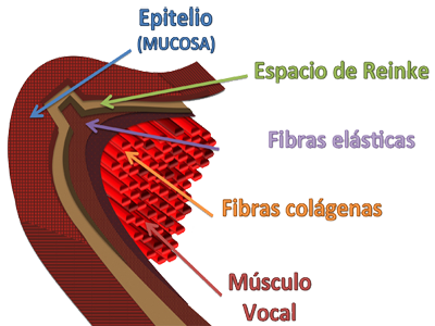 Cuerdas Vocales Fonacion Musculo Vocal Fibras Epitelio