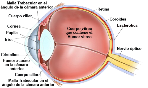 Ojo Cuerpo Humor Vitreo Cornea Retina Cristalino Ectodermo Anatomia