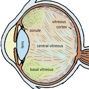 Ojo Cuerpo Humor Vitreo Corteza Basal Central Anatomia
