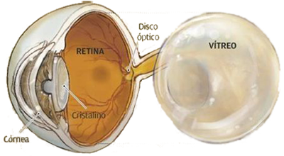 Ojo Cuerpo Humor Vitreo Cornea Retina Cristalino Ectodermo