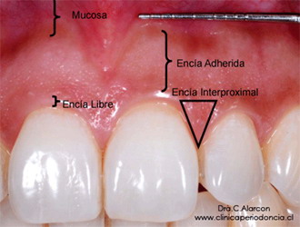 Encia Gingiva Diente Mucosa Boca Esmalte Dental Ectodermo