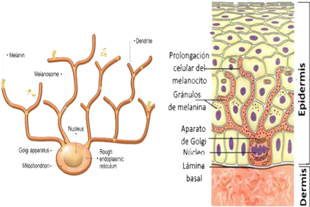 Piel Epidermis Dermis Celulas Pigmentarias Melanocitos Capa Basal