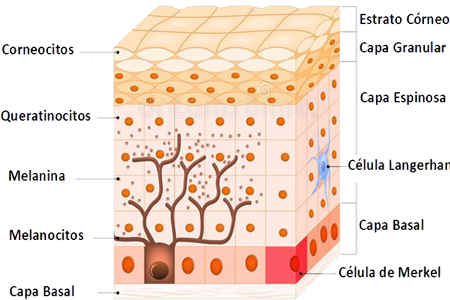 Piel Epidermis Celulas Pigmentarias Melanocitos Capa Basal Ectodermo