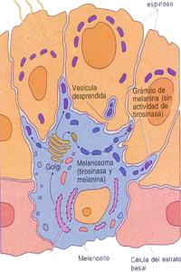 Piel Epidermis Celulas Pigmentarias Melanocitos Capa Basal Melanosoma