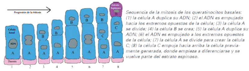 Piel Epidermis Mitosis Queratinocitos Basales ADN Celulas Ectodermo