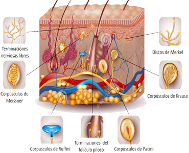 Piel Epidermis Terminaciones Nerviosas Sensoriales Libres Ectodermo