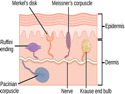 Piel Epidermis Dermis Terminaciones Nerviosas Sensoriales Libres Ectodermo