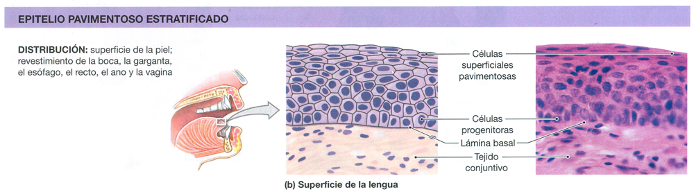 Ectodermo Epitelio Pavimentoso Escamoso Estratificado Plano Tejido Celulas