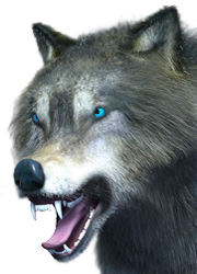 Lobo Sacando Dientes Mordida Amenaza Ataque