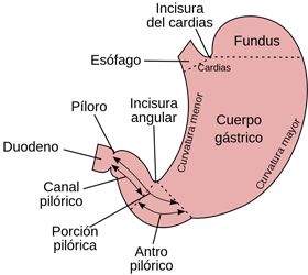 Estomago Anatomia Curvatura Mayor Menor Cuerpo Gastrico Fundus Esfinteres