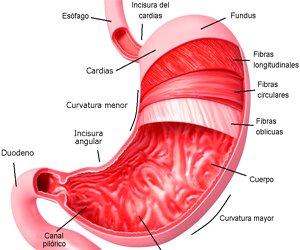 Estomago Anatomia Curvatura Mayor Menor Cuerpo Gastrico Fundus Esfinteres Fibras