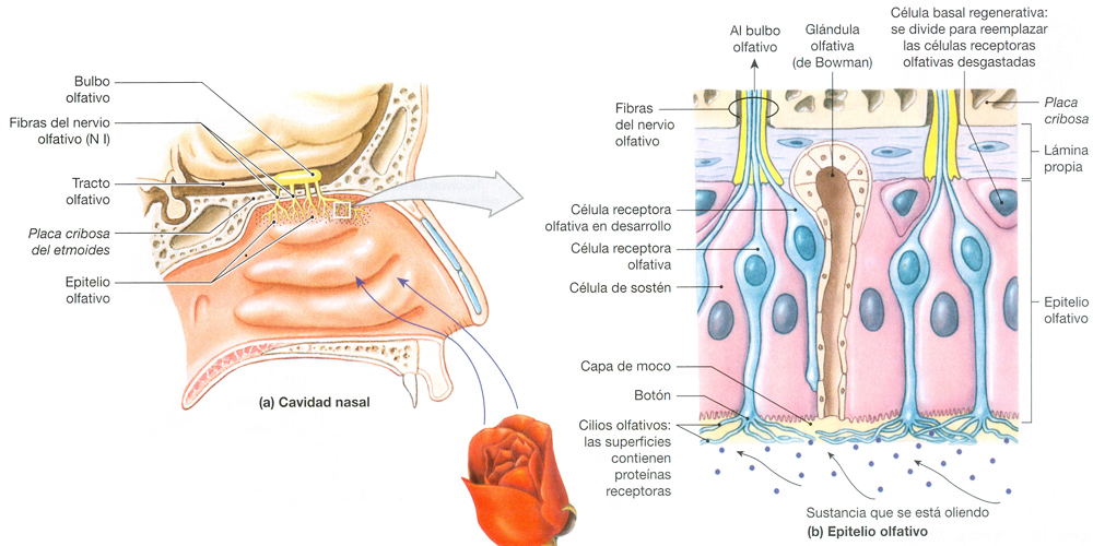 Filamentos Receptores Olfativos Olor Nervios Ectodermo Cavidad Nasal Celulas