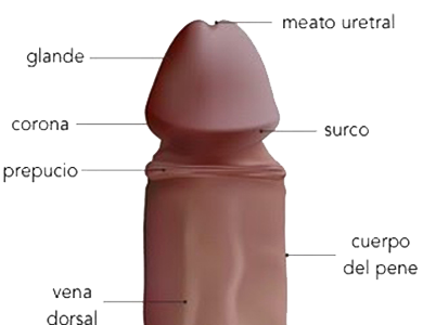 Pene Glande Corona Prepusio Surco Cuerpo Venas Meato Uretra