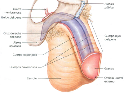 Pene Glande Cuerpos Cavernosos Esponjoso Uretra