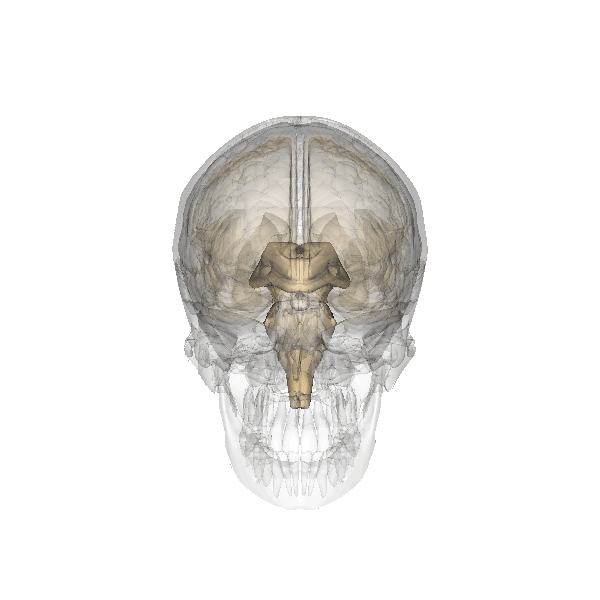 Glandula Pineal Cerebro Girando Animado