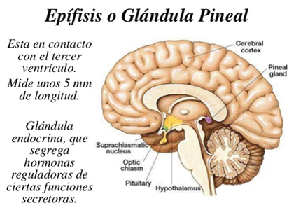 Glandula Pineal Epifisis Ectodermo Cerebro Anatomia
