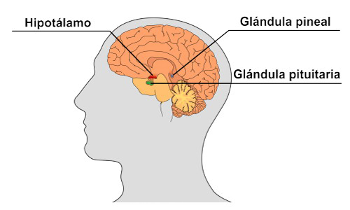 Glandula Pineal Pituitaria Hipotalamo Cerebro