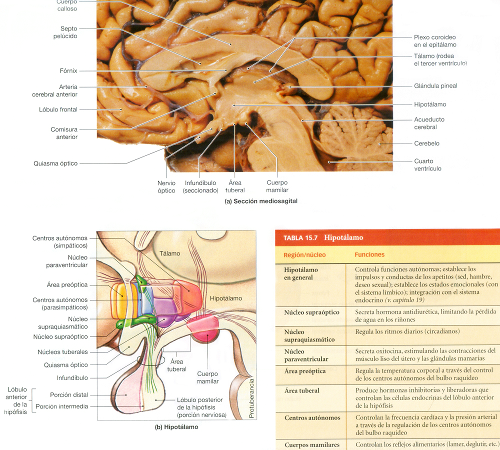 Hipotalamo Cerebro Talamo Anatomia