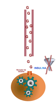Celula Receptor Insulina Glucosa No