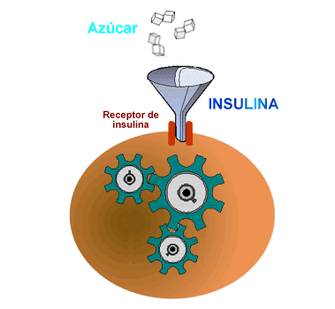 Celulas Receptor Insulina Azucar
