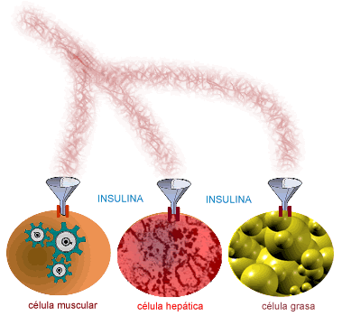 Celulas Muscular Hepatica Grasa Receptor Insulina Azucar