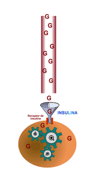 Celula Receptor Insulina Glucosa Si