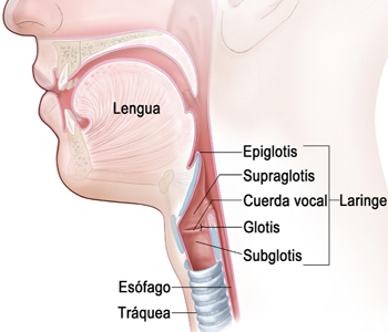Laringe Cuerdas Vocales Traquea Glotis Esofago