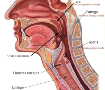 Faringe Laringe Cuerdas Vocales Glotis Anatomia