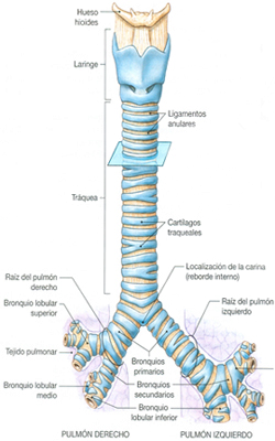 Laringe Bronquios Traquea Cartilagos Anatomia