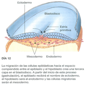Blastodisco Formacion Capas Embriologicas Endodermo Mesodermo Ectodermo