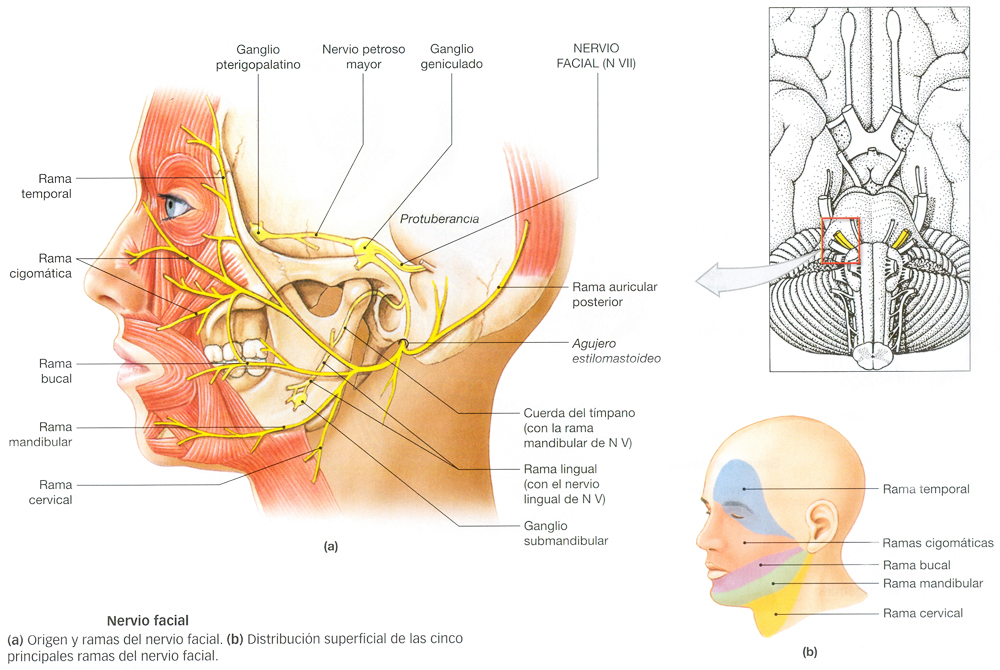 Sistema Nervioso Nervio Facial Ectodermo