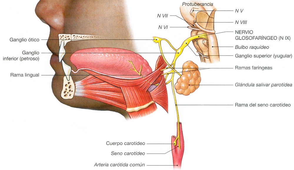Sistema Nervioso Nervio Glosofaringeo Ectodermo