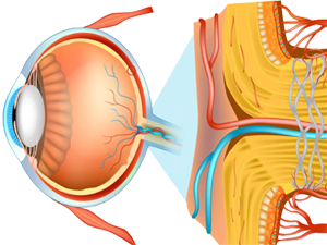 Retinas Nervio Disco Optico Ojo Ectodermo