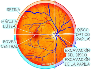 Retinas Nervio Disco Optico Ojo Fovea Central Macula Lutea Papila Ectodermo