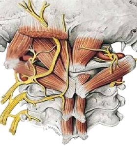 Nervio Occipital Cabeza Cuello Ectodermo