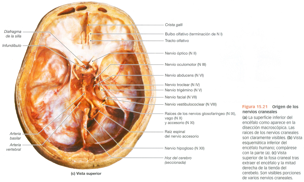 Nervios Pares Craneales Origen Cerebro Ectodermo
